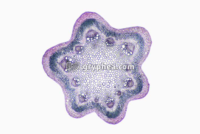 Tige de Clématite - coupe totale CT x7  - gryphea.com